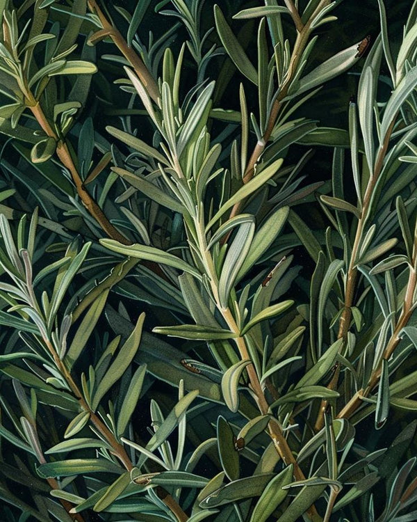 Rosemary Leaf Extract