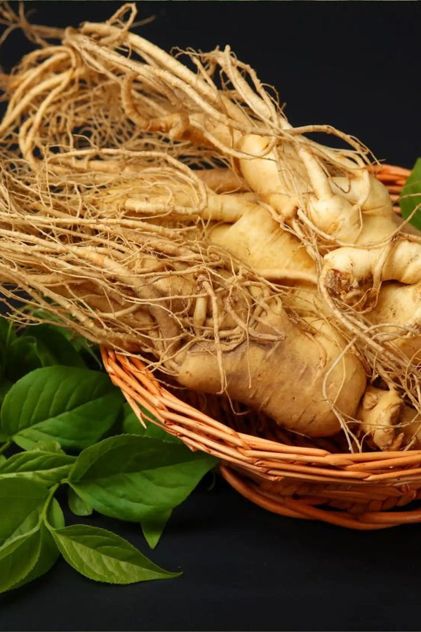 Panax Ginseng